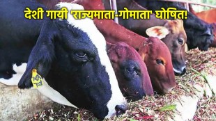 Maharashtra Declares Indigenous Cow As Rajmata-Gaumata in Cabinet Meeting