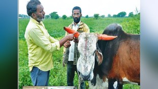 Chhatrapati Sambhajinagar Farmers are worried as the prices of soybeans started falling Naigaon