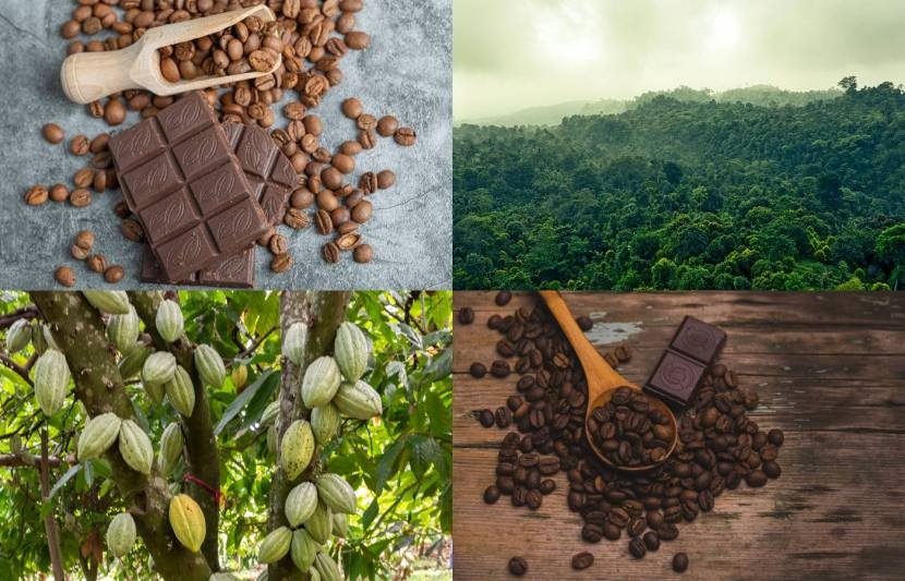 International Chocolate Day