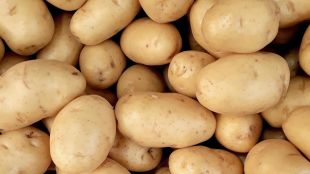 Vegetables