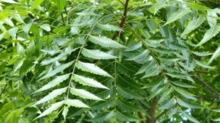neem leaves home hacks