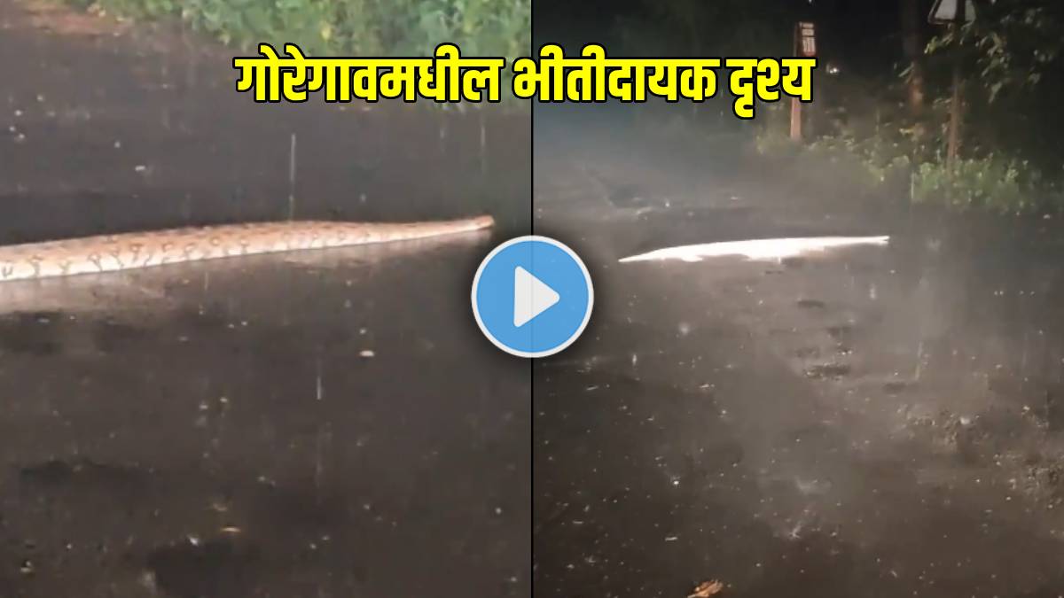 Mumbai Rains python shocking video 6 foot rock python was found on ...