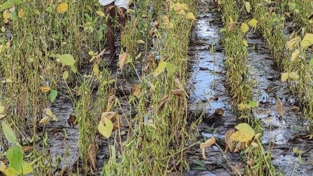 nagpur farmers in 110 revenue circles not getting proper insurance compensation Statistics Department inquired