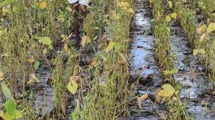 nagpur farmers in 110 revenue circles not getting proper insurance compensation Statistics Department inquired