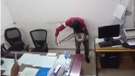 python, CBD police station, snake,
