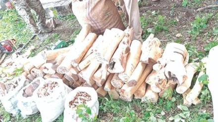 sandalwood stock worth rs 35 lakh seized in nashik