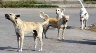 Ambernath Municipal Corporation appointed new sterilization organization due to increasing stray dog attacks