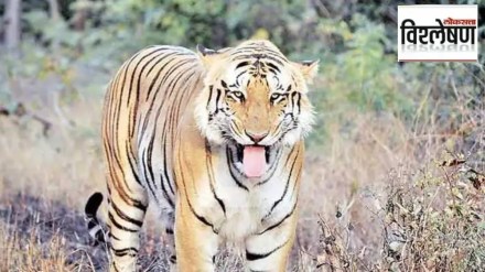man died on the spot in tiger attack in chandrapur