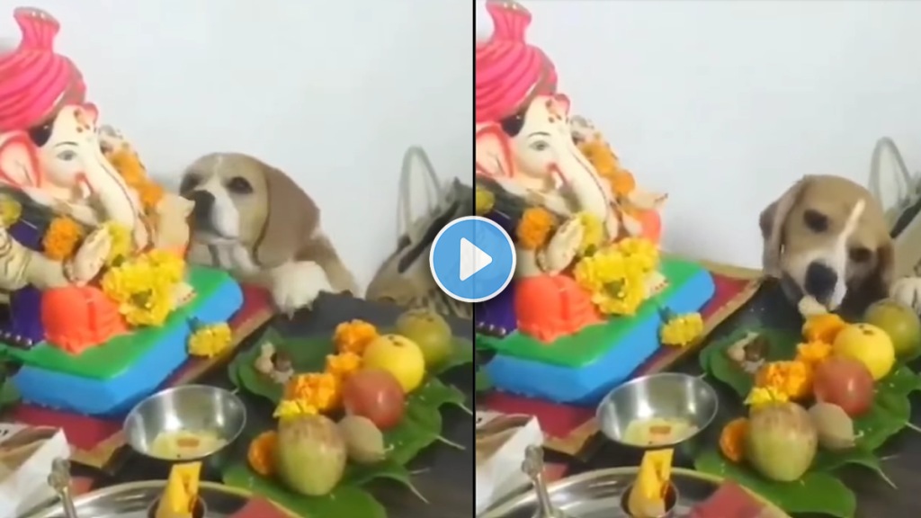 viral video ganapati bappa modak viral video ganapati bappa modak