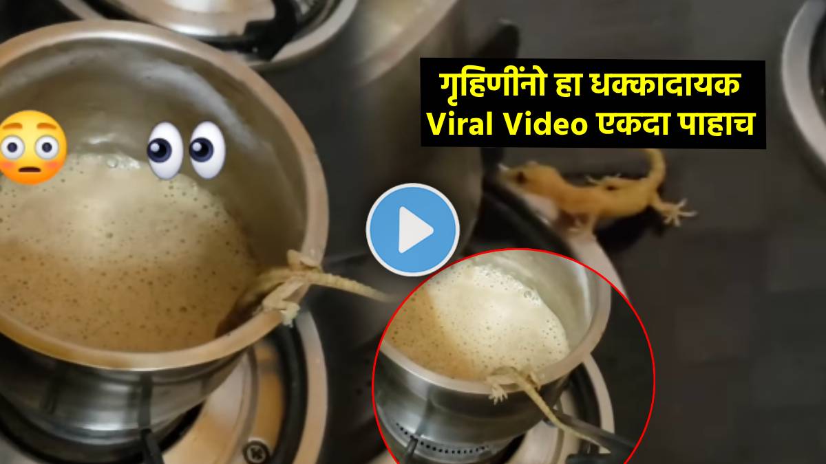 Lizard Rice Cooking lizard drinking coffee from kitchen cooking bowl video went viral on ...