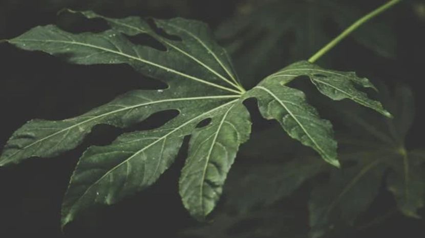 Health Benefits of Papaya Leaf Water