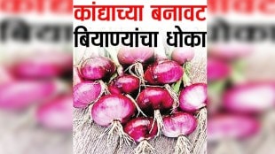 loksatta Lokshivar fake onion seeds in the market has increased for sale