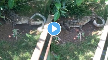 Animal Video Viral Python Vs Crocodile Fighting watch Who Will Win at the end shocking video Animal Video Viral Python Vs Crocodile Fighting watch Who Will Win at the end shocking video