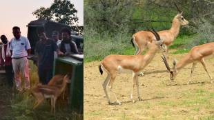 wardha injured antelopes treatment