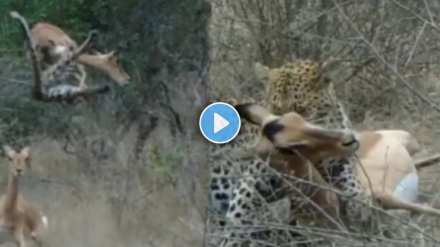 Leopard's trick to attack deer Leopard's trick to attack deer