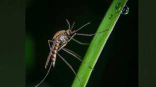 Homemade Mosquito Repellent