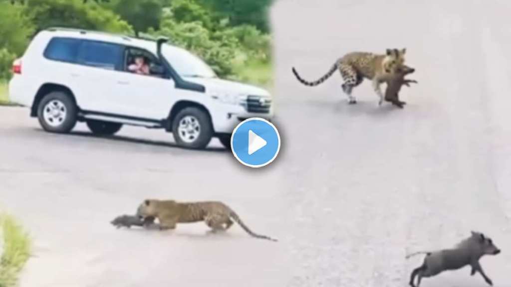 leopard and pig video viral leopard and pig video viral
