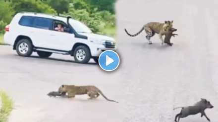 leopard and pig video viral