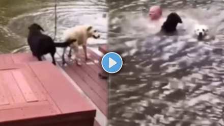 Dog jumps to save drowning owner Dog jumps to save drowning owner