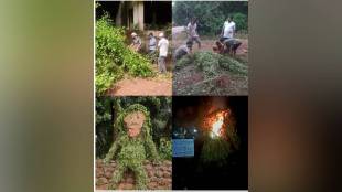 call has been made to destroy Ranamodi plant by burning it during Narakasura and Holi festival
