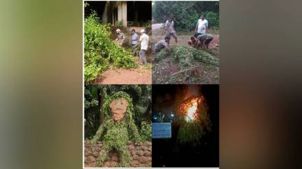 call has been made to destroy Ranamodi plant by burning it during Narakasura and Holi festival