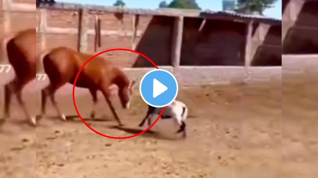 Horse and Goat fight animal video shocking video goes viral on social media Horse and Goat fight animal video shocking video goes viral on social media