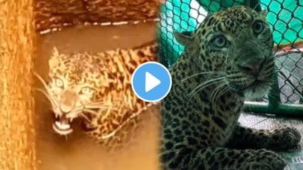Leopard falling in well in Ratnagiri lanja rescue funny video goes viral on social media Leopard falling in well in Ratnagiri lanja rescue funny video goes viral on social media