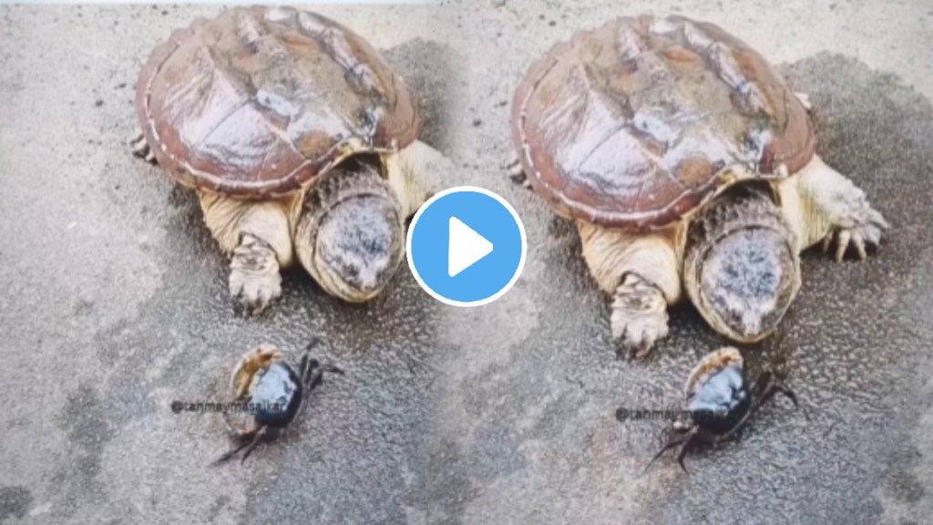 Crab fight with tortoise shocking ending video viral on social media Crab fight with tortoise shocking ending video viral on social media