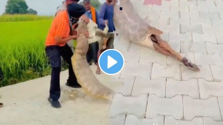 Shocking video Nilgai Calf Swallowed By Python Villagers Come To Rescue See What Happens Next Video Goes Viral