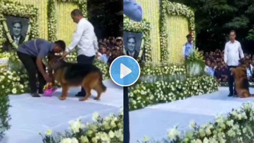 Ratan Tatas Dog Emotional Video Ratan Tatas Dog Emotional Video