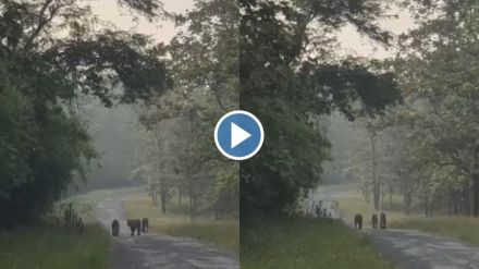 Morning walk of tiger family in Pench tiger project video goes viral