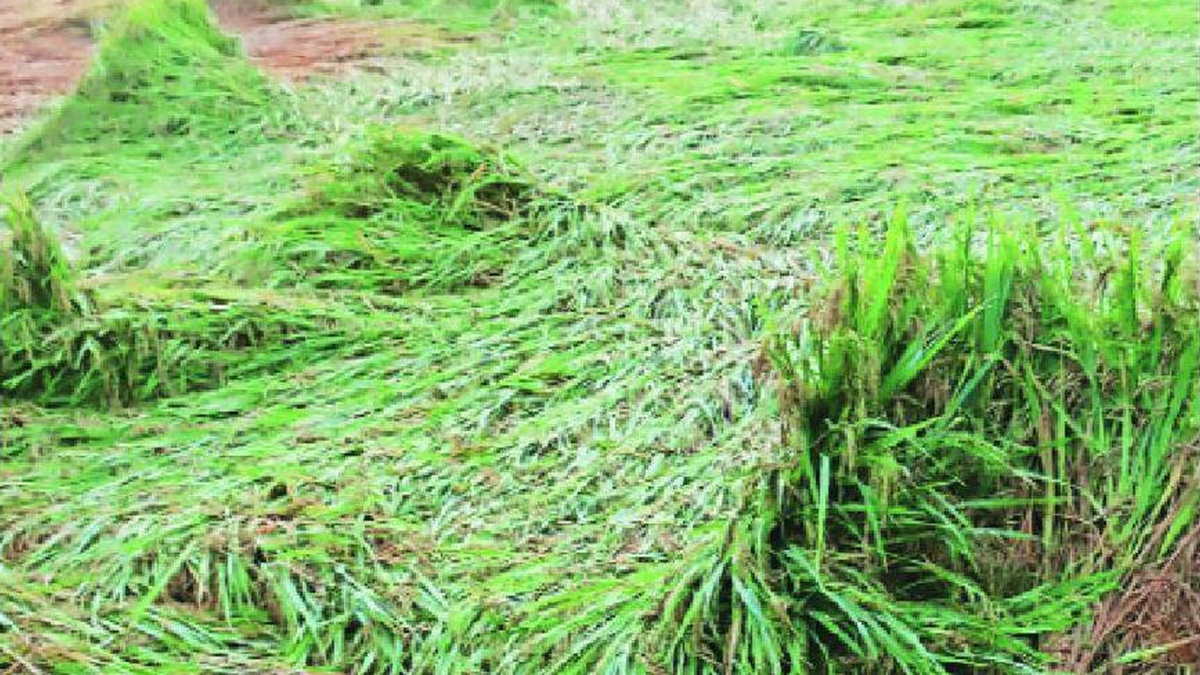 in Maharashtra crops damaged on 19 lakh hectares of agricultural land ...