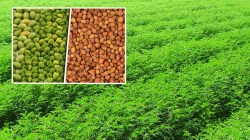 लोकशिवार: किफायतशीर हरभरा!