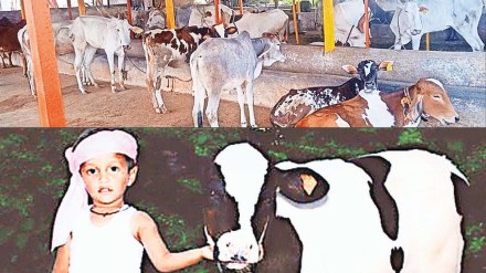 dairy farming news in marathi