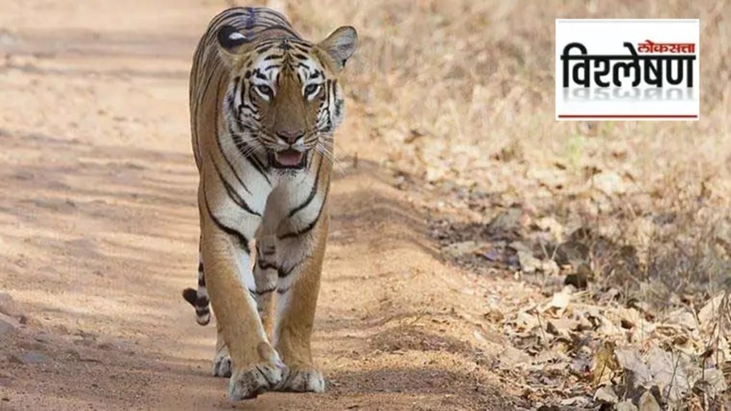 Similipal Tiger Project officials released tigress relocated from Tadoba Andhari Tiger Project into wild