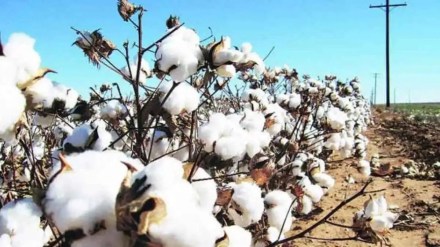 cotton price farmers are still facing problems