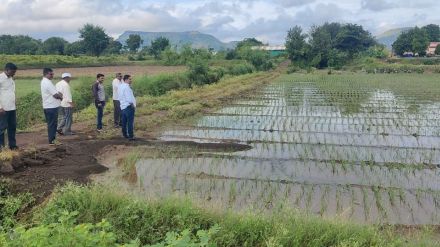 Crops on 38 thousand hectares were hit by heavy rains Chandwad Deola and Peth suffered the most damage Crops on 38 thousand hectares were hit by heavy rains Chandwad Deola and Peth suffered the most damage