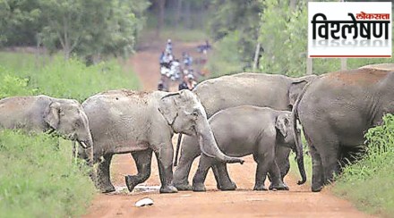 new method for elephants counting