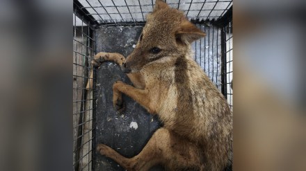 Fox dies due to rabies in Mumbai print news Fox dies due to rabies in Mumbai print news