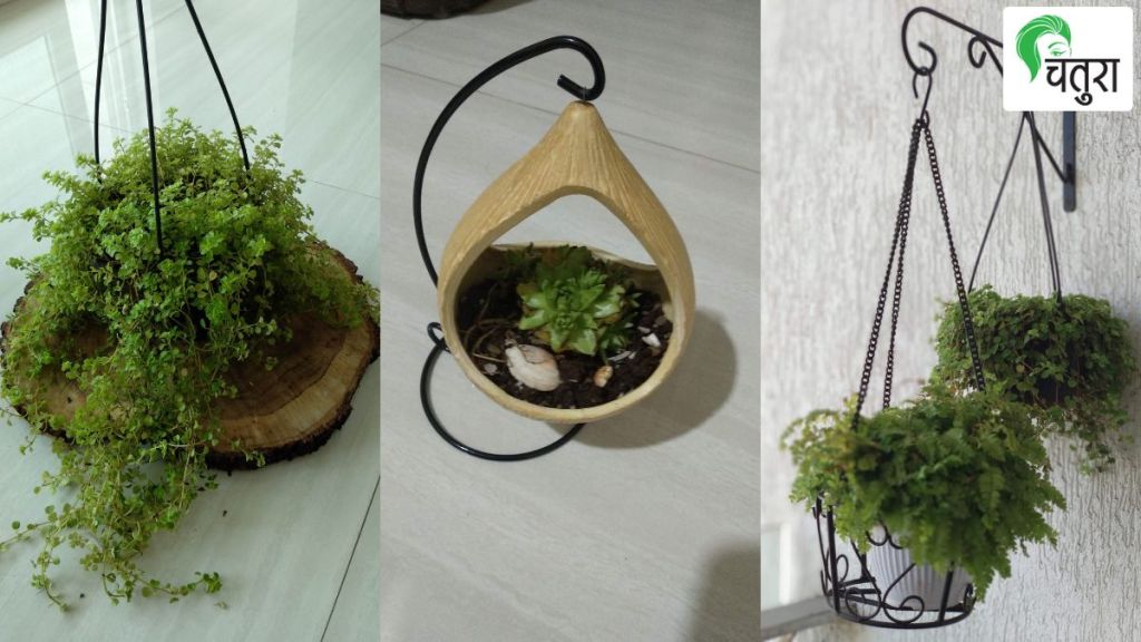 Vines are best used in hanging structures Vines are best used in hanging structures