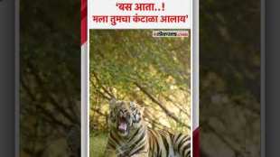 tiger express unhappy with tourists in tadoba andhari tiger project