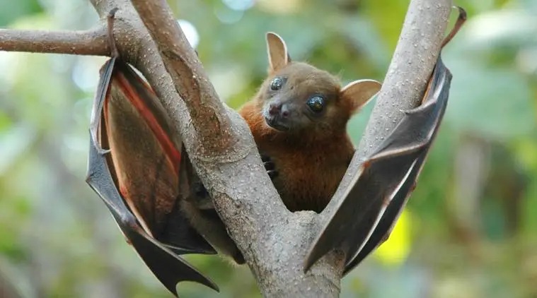 bats ( Photo Credit - Indian Express)