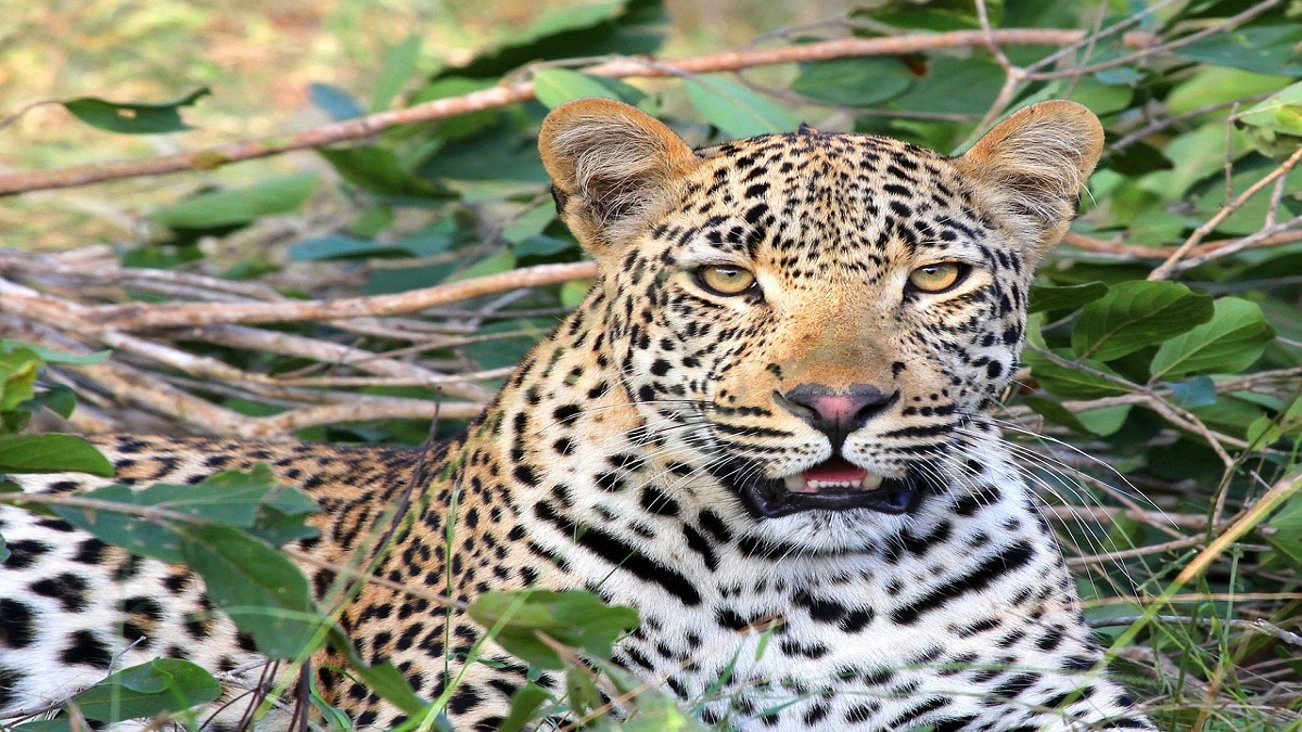leopards body found in well in Mhasrul tied with heavy iron objects ...