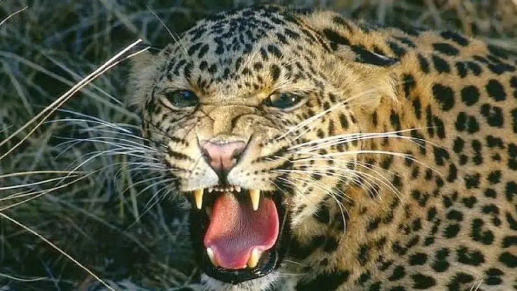 Leopard attack on vehicles in Mohol taluka Buldhana Leopard attack on vehicles in Mohol taluka Buldhana