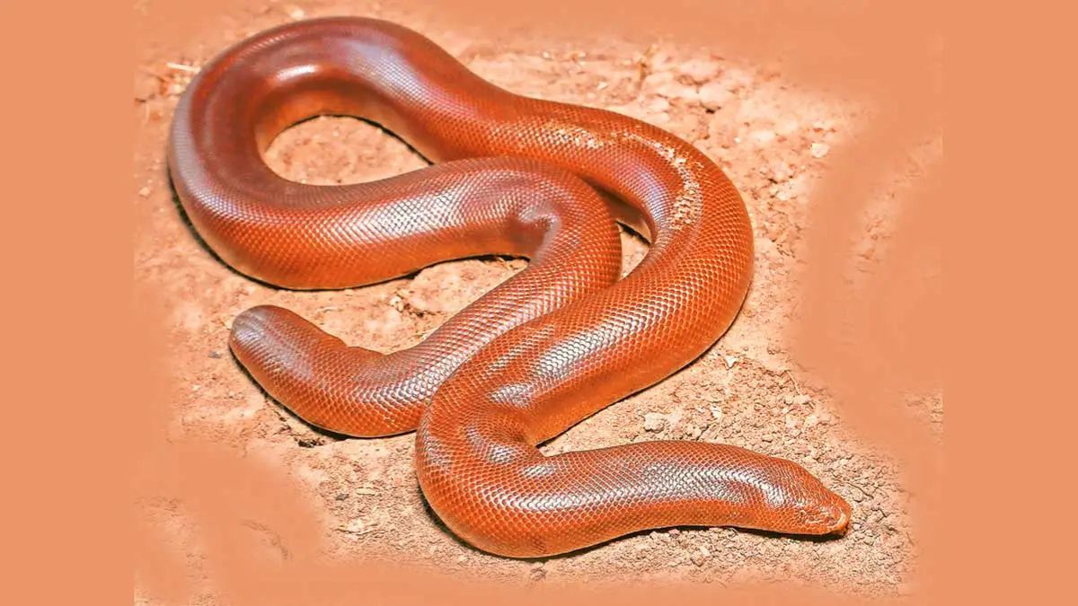 mandul snake that is sold for lakhs of rupees is given life | लाखो ...