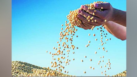 Reasons behind the failure of Modi government multi crore oilseeds scheme Pune news