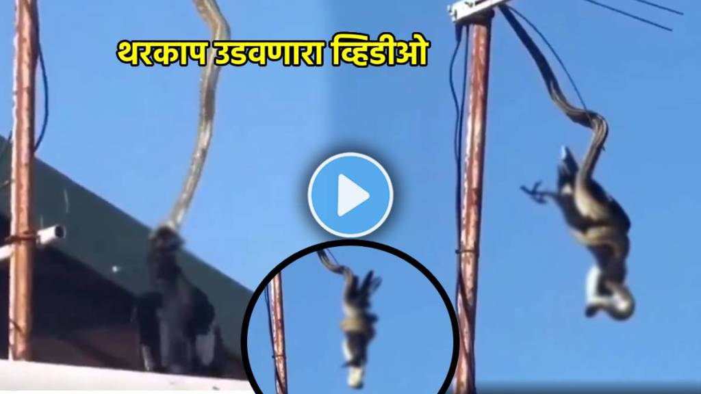 python attack crow in air video