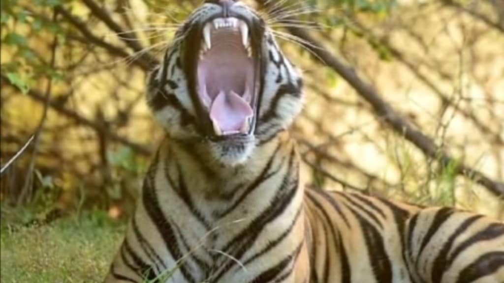 tiger upset with tourists in tadoba andhari tiger project tiger upset with tourists in tadoba andhari tiger project