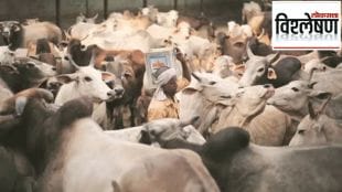 what is livestock census
