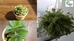 निसर्गलिपी : काचपात्रातील बाग सजवताना…